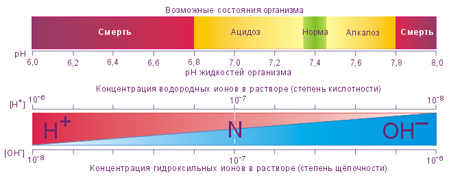 Трифонов Е.В. Антропология: дух - душа - тело - среда человека, или  Пневмапсихосоматология человека. Рус.-англ.-рус. энциклопедия, 18-е изд.,  2015 = Tryphonov E.B. Anthropology: Spirit - Soul - Body - Human  Environment, or