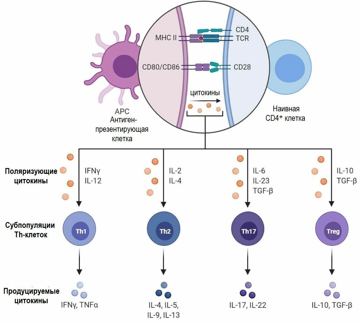 Т-клетки (Т-лимфоциты). Определение CD4+ и CD8+ Т-клеток.