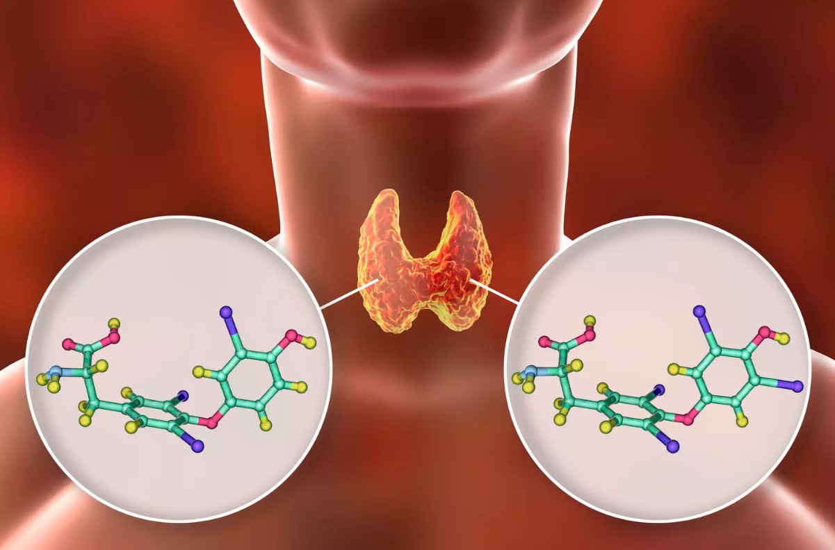 Трийодтиронин свободный (T3-FT3): какой нормальный уровень? | InvaNews