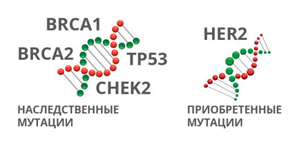 Профилактика рака молочной железы у женщин: препараты для профилактики рака  молочной железы | Клиники &laquo;Евроонко&raquo;