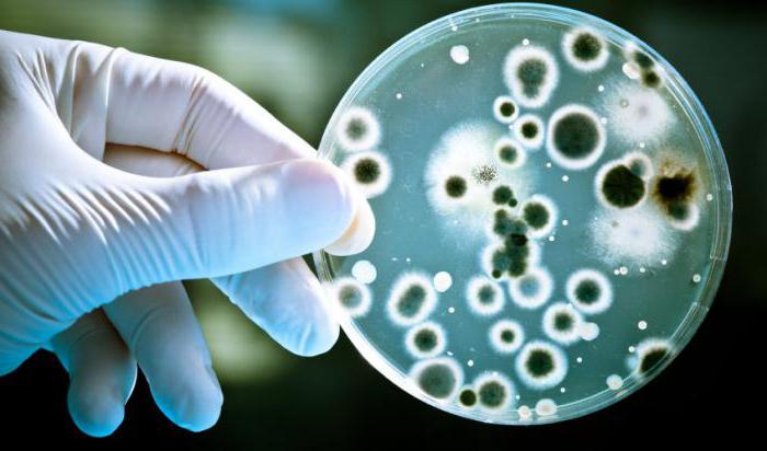 Анализ на флороценоз - что это такое? Расшифровка, норма, отклонения ::  SYL.ru