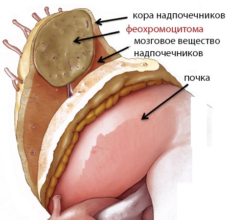 Метанефрины и норметанефрины в суточной моче, крови. Что это, подготовка к  анализу, как сдавать, что показывает, норма