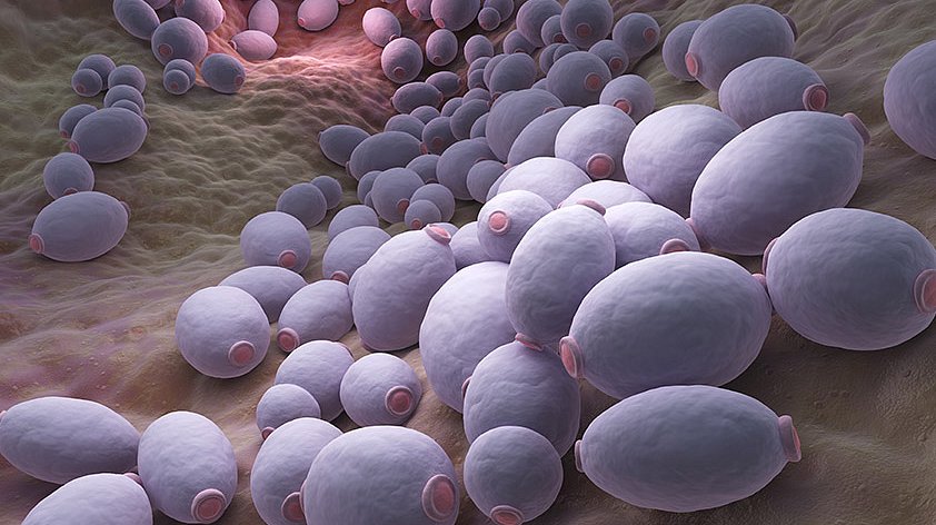 Кандидоз кишечника - признаки, симптомы и лечение у женщин и мужчин