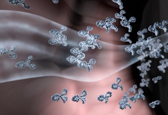 Аутоиммунные антитела: АТ к базальной мембране почечных клубочков | Каталог  анализов медицинской лаборатории ЭндоМедЛаб (г. Москва, м. Дмитровское, м.  Борисово)