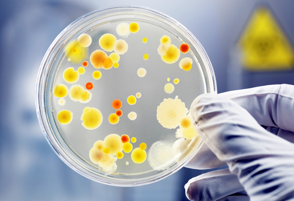 Микробиологическое исследование на грибы рода Candida