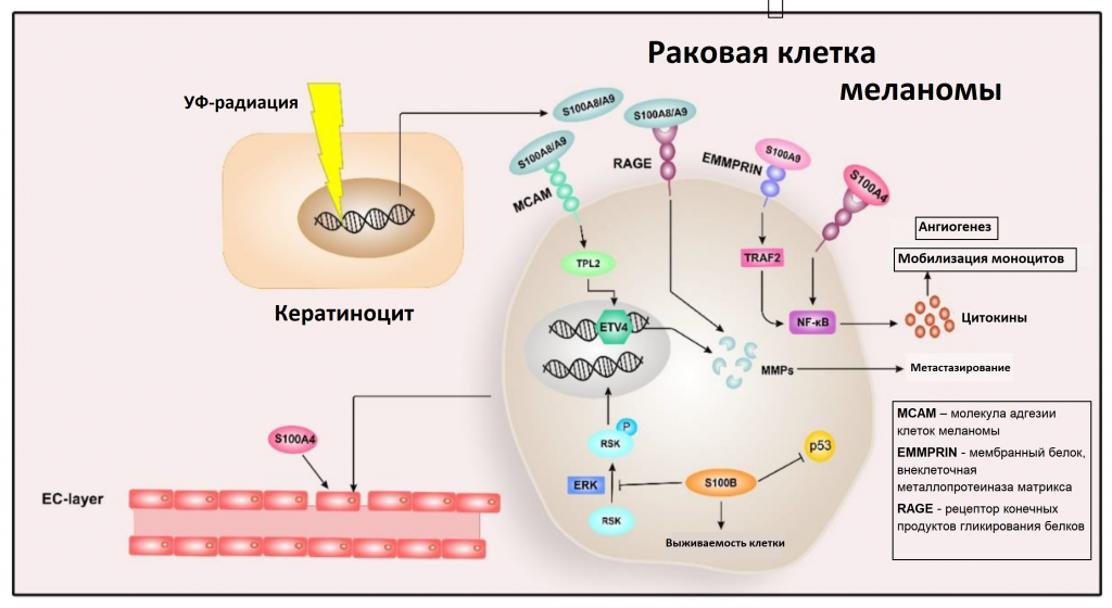 Исследование белка S100 (S100 protein), правила подготовки к сдаче анализа,  расшифровка результатов и показатели нормы.