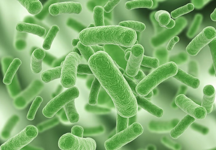 Исследование Флороценоз