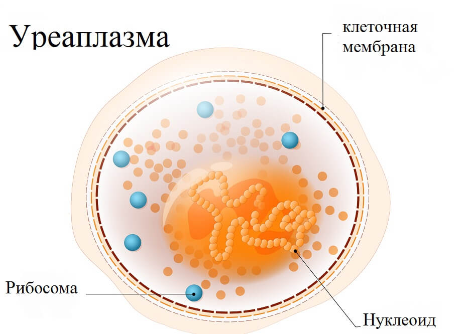 Анализ на уреаплазму - цена в СПб