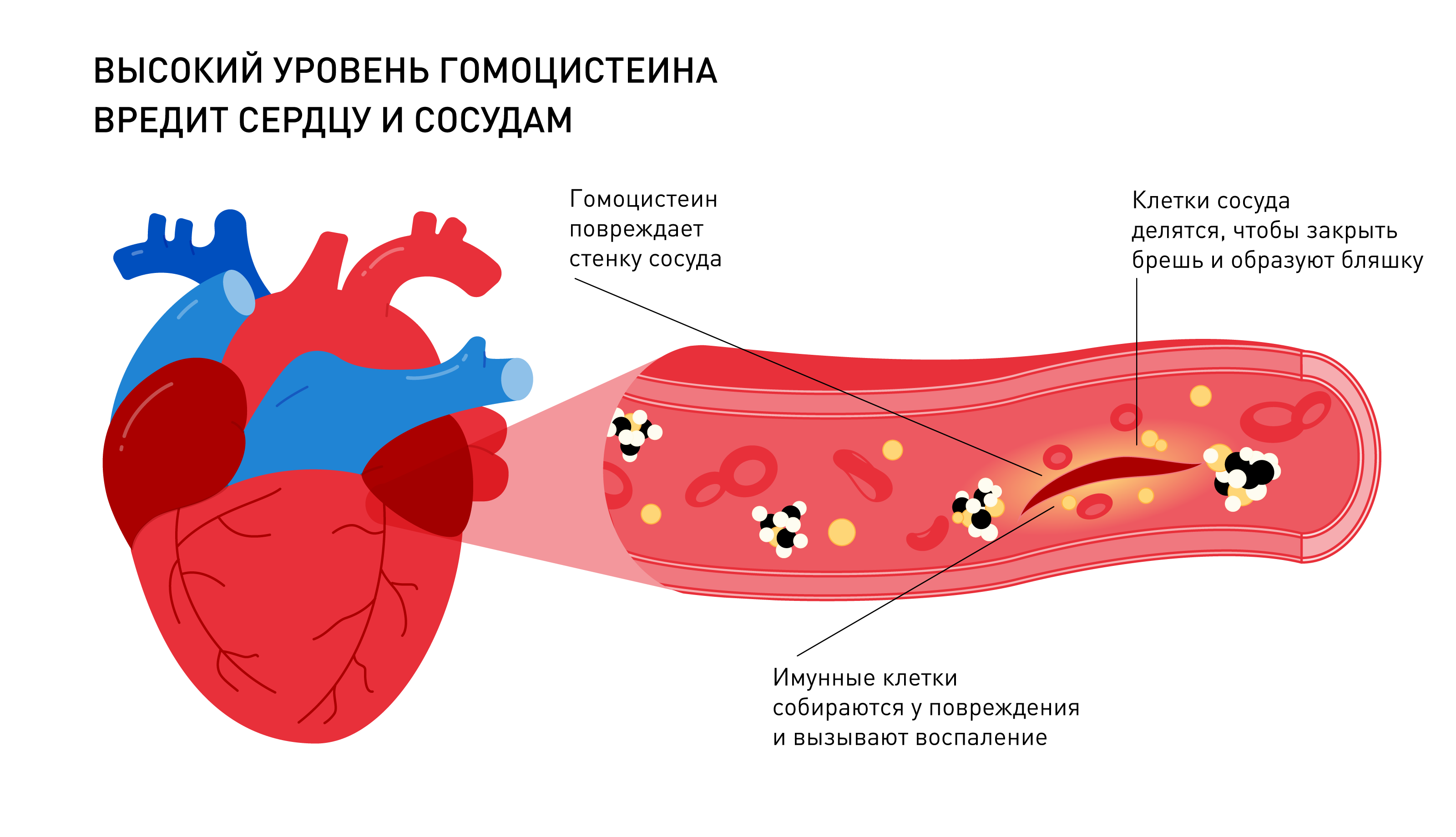 Зачем нужны гены фолатного цикла?
