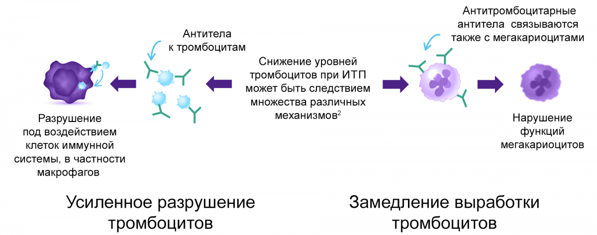 Иммунная тромбоцитопения у взрослых | Портал для врачей