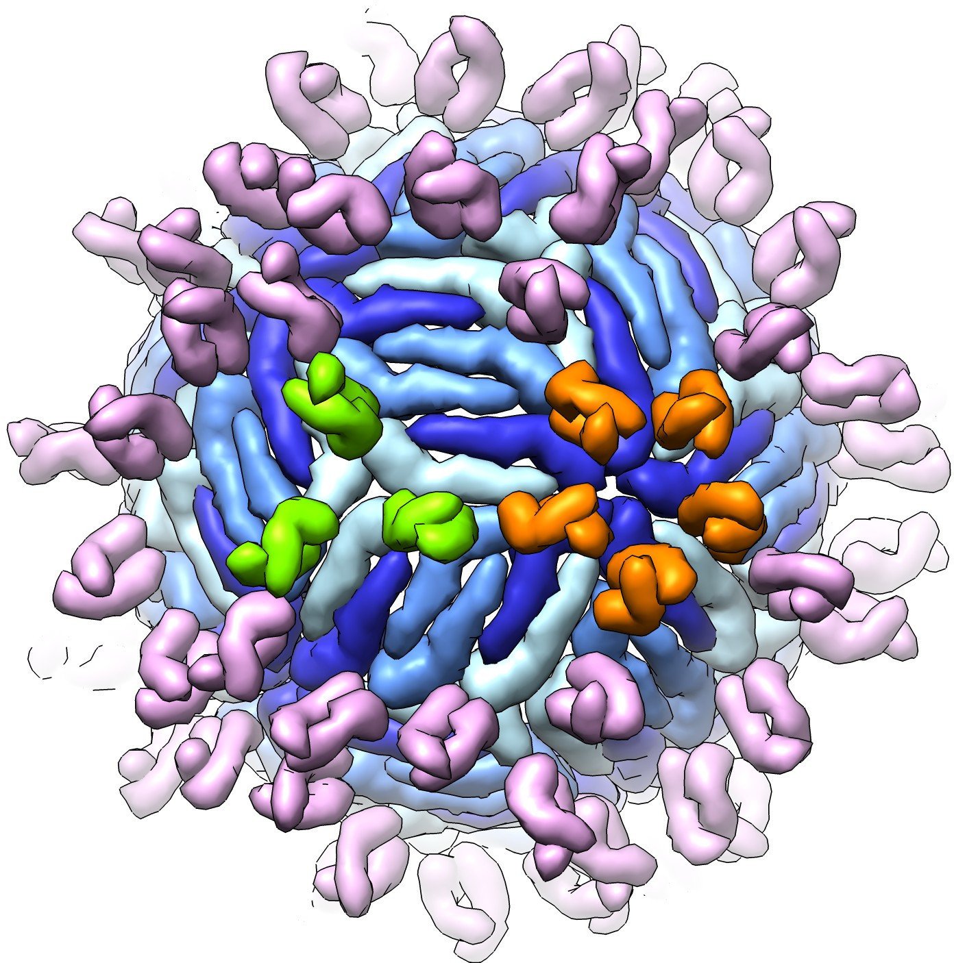 Сибирские биологи работают над улучшением антитела против клещевого  энцефалита