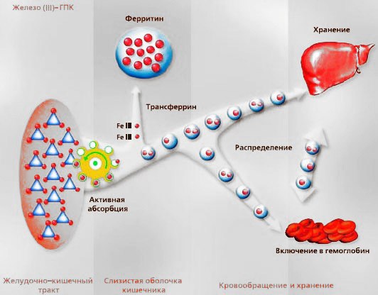 Трансферрин крови :: описание, нормы, причины, клиники