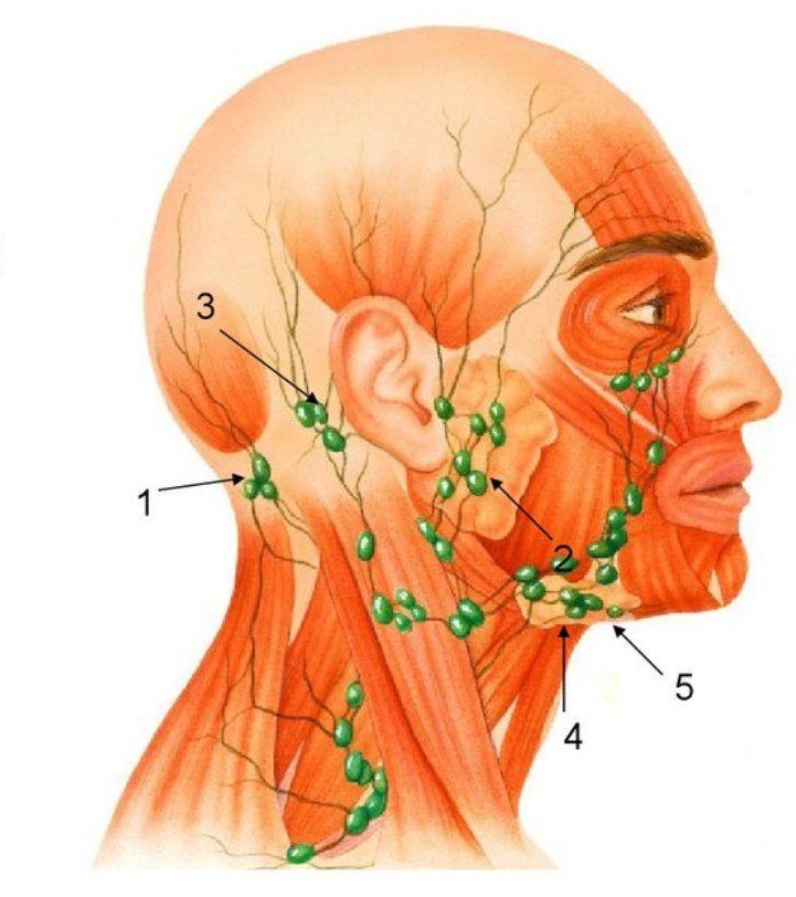 Где Располагаются Лимфоузлы На Шее Фото